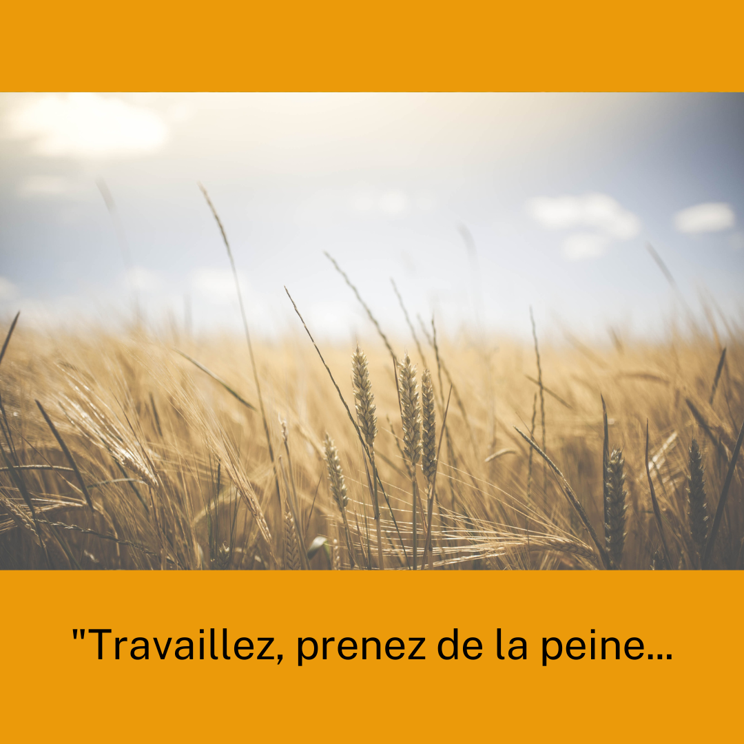 Champ de blé pour illustrer le champ du laboureur pour la fable "Le Laboureur et ses enfants" de La Fontaine